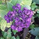 Heliotropium arborescens Flor