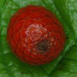 Oncocalamus mannii Fruit