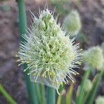 Allium cepa फूल
