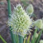 Allium cepa Kwiat