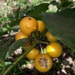 Garcinia intermedia Fruit