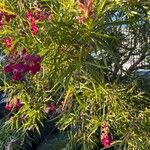 Chilopsis linearis Blatt
