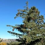 Pinus lambertiana Hábito