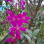 Tibouchina granulosa Квітка