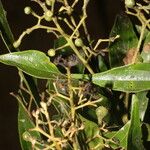 Nectandra membranacea Feuille