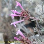 Thymus longiflorus Mosusu