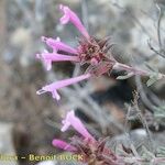 Thymus longiflorus Other