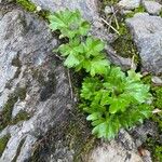 Ranunculus alpestris Leaf