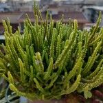 Crassula muscosa Φύλλο