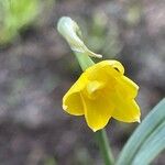 Narcissus gaditanus Flower