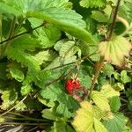 Fragaria moschata Ovoce