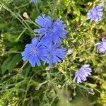 Cichorium endiviaКветка