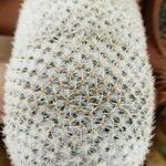 Mammillaria albilanata Leaf