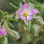 Spergularia rubra Цветок