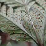 Lastreopsis vieillardii Leaf