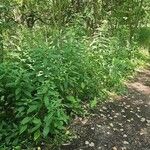 Verbesina alternifolia Облик