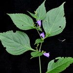 Strobilanthes thomsonii Агульны выгляд