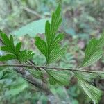 Asplenium aethiopicum Ліст