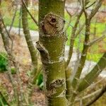 Acer circinatum Corteza