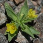 Mohavea breviflora Flower