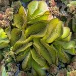 Salvinia molesta Leaf