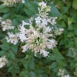 Abelia chinensis Flower