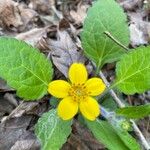 Chrysogonum virginianum Flower