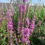 Lythrum salicariaFlower