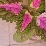 Coleus decurrens Folha