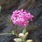 Atocion compactum Flower