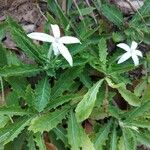 Hippobroma longiflora Folha