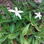 Hippobroma longiflora Лист