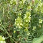 Sideritis hyssopifolia Flor