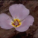 Calochortus flexuosus Blodyn