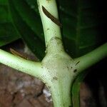 Palicourea luxurians Lubje