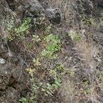 Lavandula rotundifolia Hábito