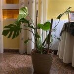 Monstera deliciosa Leaf