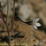 Wahlenbergia lobelioides