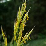 Bromus erectus Flor
