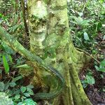 Hylodendron gabunense Corteza