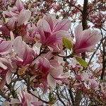 Magnolia × soulangeana Цветок