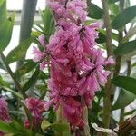 Dendrobium erosum Fleur