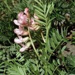 Vicia argentea Otro