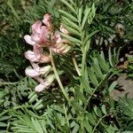 Vicia argentea ᱮᱴᱟᱜ