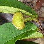 Duguetia riparia Fruit