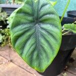 Alocasia clypeolata Hoja