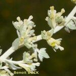 Thymelaea virgata Flower