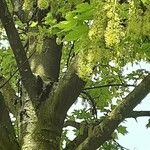 Acer macrophyllum Квітка