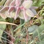 Nonea vesicaria Hoja
