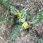 Astragalus exscapus Virág